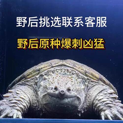 野佛后代原种纯佛鳄龟 爆刺黑佛鳄 粗刺高背头大凶猛活体精品宠物