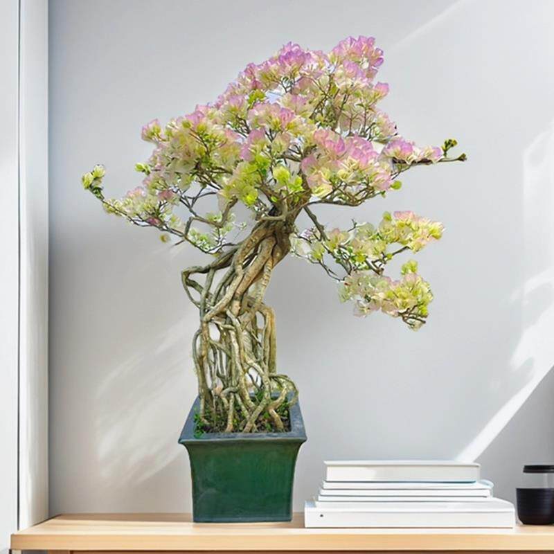 提根三角梅盆景盆栽阳台开花植物绿樱红樱老桩大棵一物一拍带盆