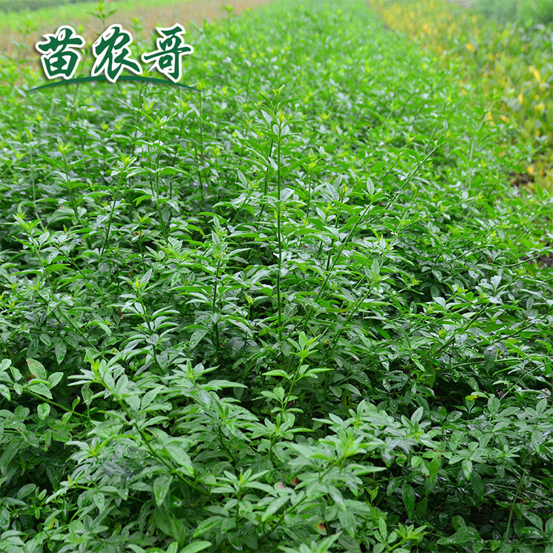 云南黄馨 迎春花庭院花园四季常青绿化苗木小区园林绿化苗 树苗