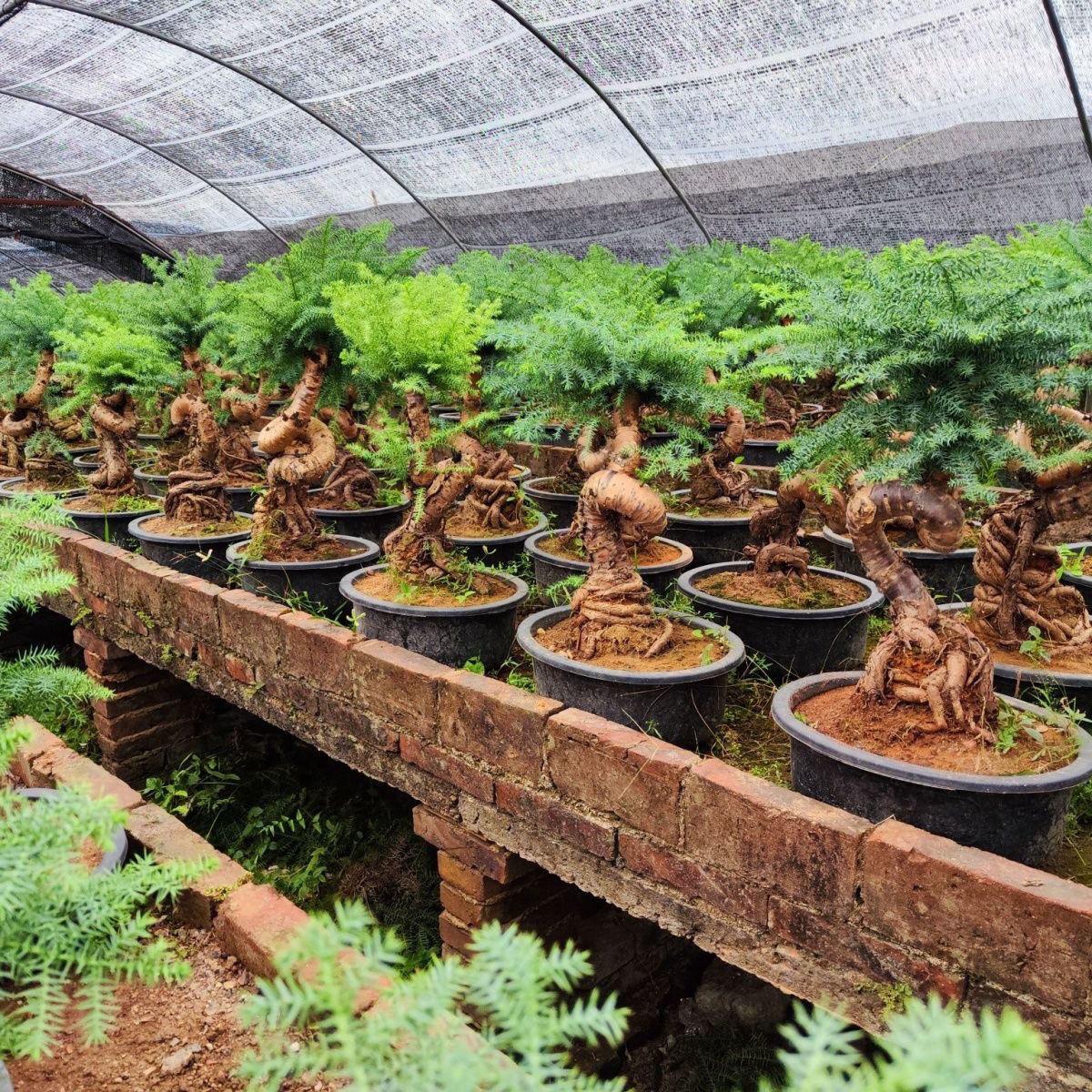 澳洲杉盆景老桩高档造型澳洲杉盆景室内办公室不老松四季常青迎春