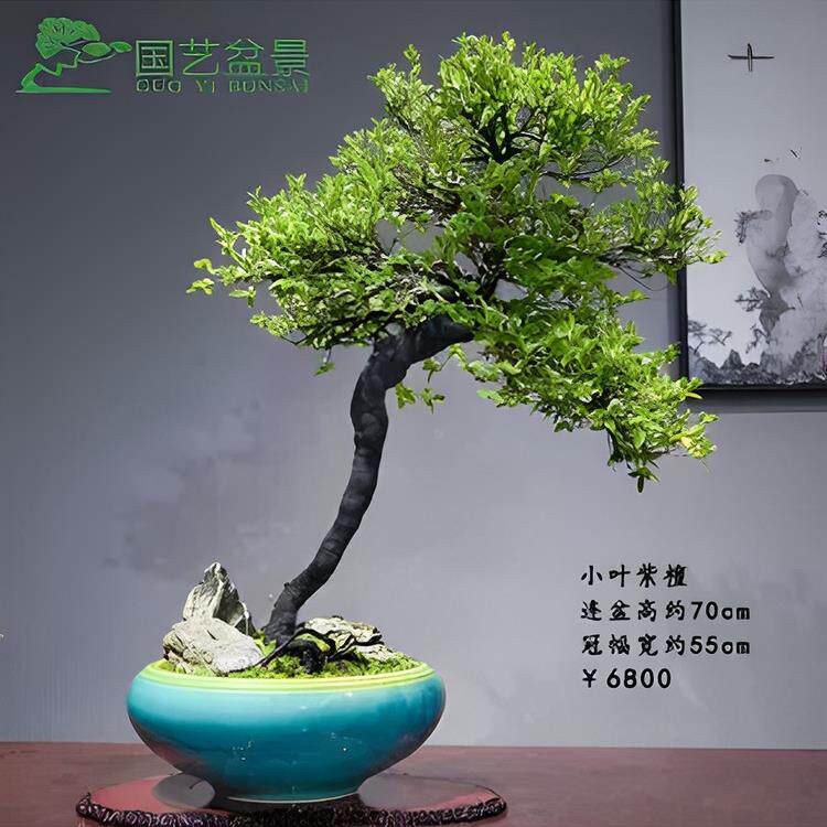 小叶紫檀盆景老桩名贵正宗盆栽室内室外造景造型别墅庭院绿化植物