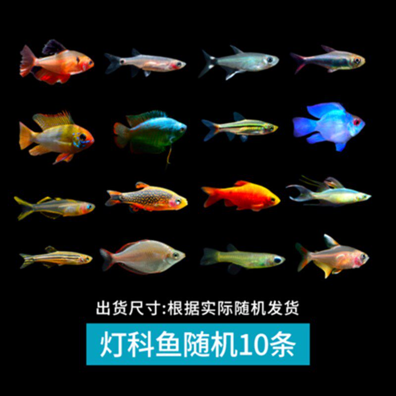 灯科鱼红绿灯三角灯蓝眼灯宝莲灯鱼鱼观赏鱼热带鱼混养10条装