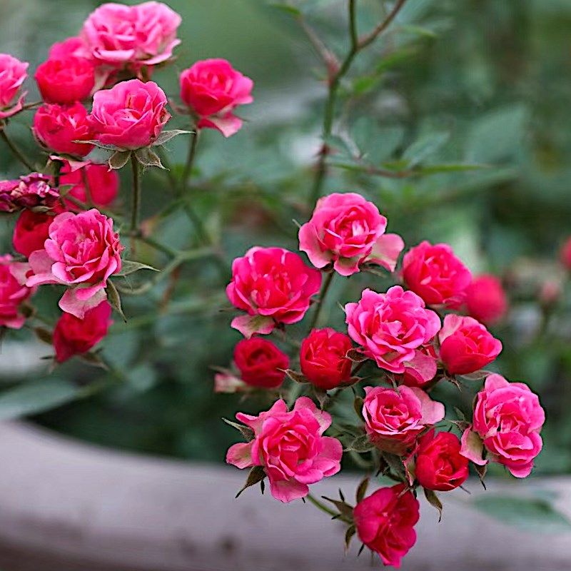 超微月季阳台盆栽玫瑰庭院地栽花苗勤花抗病耐高温多头微型月季,鲜花速递/花卉仿真/绿植园艺,月季/蔷薇/玫瑰,淘宝优惠券,粉丝福利购,淘宝优惠卷
