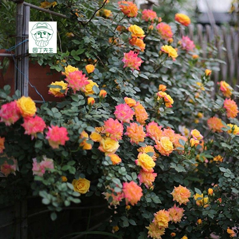 庭院绿植阳台盆栽欧月爬墙植物爬藤蔷薇月季花苗藤彩虹攀援花卉,鲜花速递/花卉仿真/绿植园艺,时令草本花卉,淘宝优惠券,粉丝福利购,淘宝优惠卷