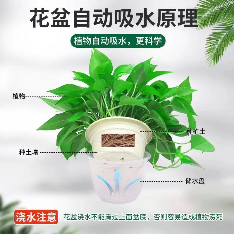 绿萝盆栽室内客厅绿植花卉新房家用水培绿箩植物室内大叶绿箩吊兰