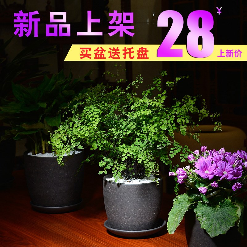 粗陶肉肉花盆宜兴紫砂君子兰花盆多肉植物创意简约陶瓷花盆带托盘