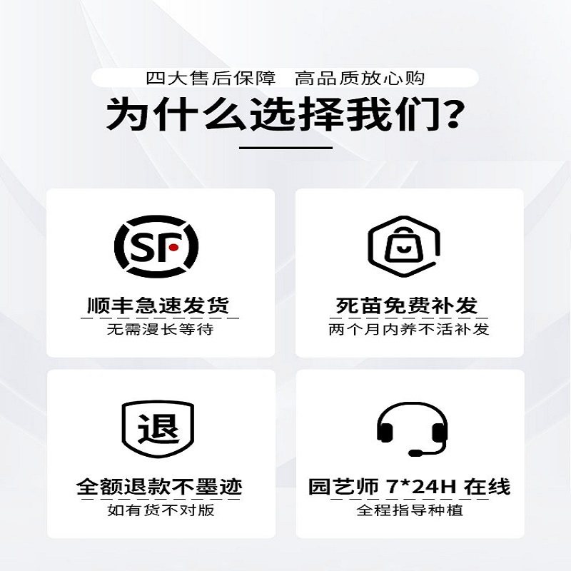 欧洲木本绣球玫瑰大苗中国中华木绣球麻球大花斗球庭院圆锥绣球花,鲜花速递/花卉仿真/绿植园艺,绣球/木绣球/木本植物,淘宝优惠券,粉丝福利购,淘宝优惠卷