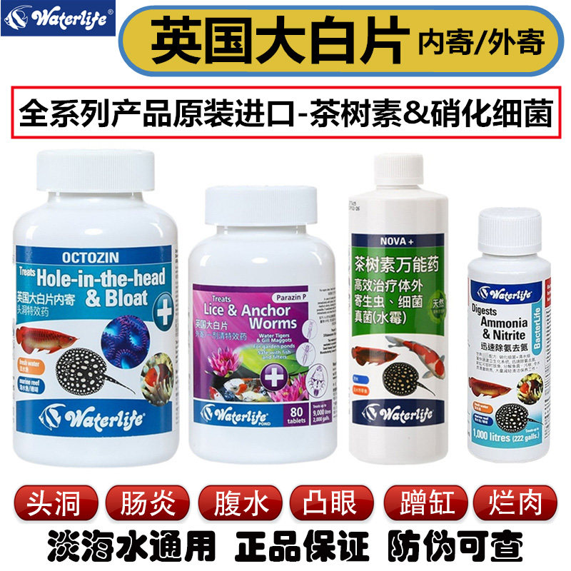 英国大白片厌食头洞白便肠炎内寄外寄生虫硝化细菌白点烂肉茶树素
