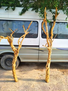 去皮漂白石榴树枯树树杈原木造型枯树白树枝去皮枯枝装饰橱窗陈列