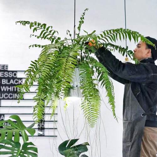 霸王蕨波斯顿蕨客厅阳台吸甲醛蕨类垂吊植物绿植盆栽吊兰长叶肾蕨