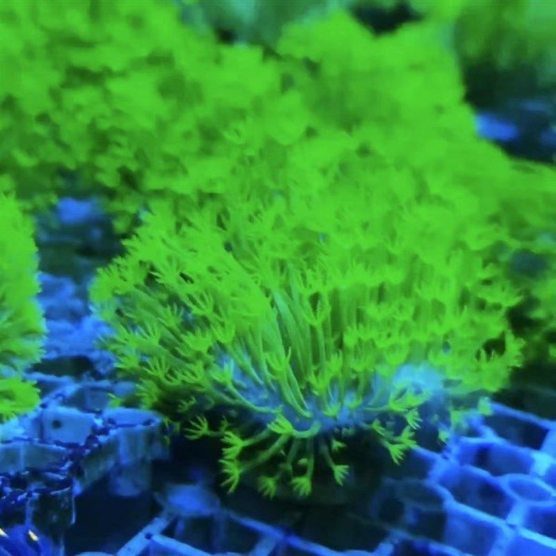 皮革珊瑚圣诞树花环皮革长杆大花皮革荧光绿须软体海水缸易养新手,宠物/宠物食品及用品,珊瑚/海葵,淘宝优惠券,粉丝福利购,淘宝优惠卷