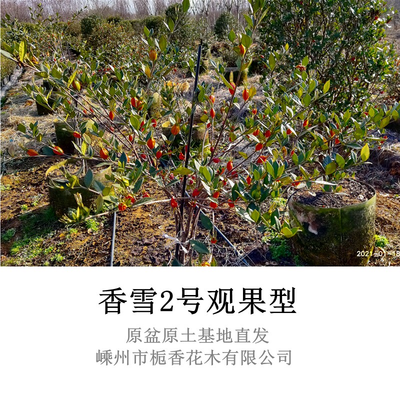 香雪二号栀子花四季常青开花结果盆景植物室内外书房阳台净化空气