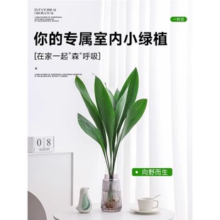 一叶兰水培绿植物四季常青网红摆件室内好养活懒人绿萝