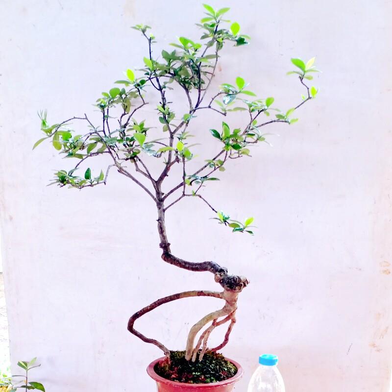 有造型黄海岛栀子花树老桩盆景熟苗大飘枝一物一拍栽种小叶水横扼