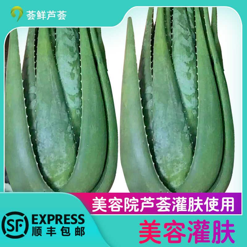 美国库拉索芦荟盆栽植物美容院专用灌肤新鲜苗纳豆奶芦荟植物盆栽