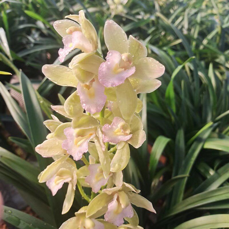香兰一杆多花水果味浓香型兰花(花期春节前后)
