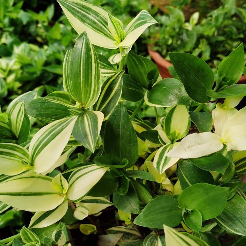 胭脂云多肉绿植物油画婚礼吊兰紫露草锦室内桌面盆栽垂吊观叶花卉,居家日用,空气净化剂,淘宝优惠券,粉丝福利购,淘宝优惠卷