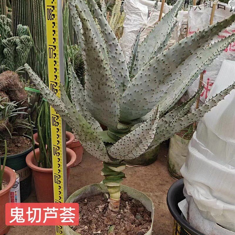 仙人掌耐热山地芦荟鬼切盆栽庭院花园别墅民宿阳台沙生花境大植物