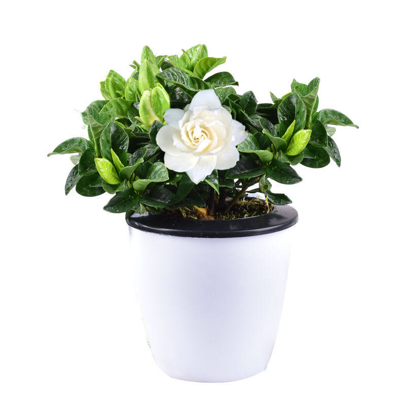 花卉盆栽栀子花长寿花室内好养绿植办公桌面绿萝水培植物芦荟文竹