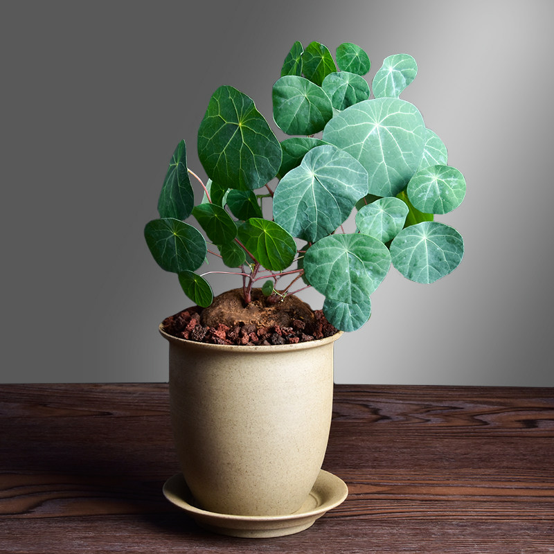 素烧粗陶花盆复古禅意简约创意多肉山乌龟办公桌书房透气盆送托盘,鲜花速递/花卉仿真/绿植园艺,花盆,淘宝优惠券,粉丝福利购,淘宝优惠卷