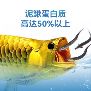 500g冷冻黄线泥鳅去粘液UV杀菌高蛋白泥鳅龙鱼虎鱼饲料增色增体