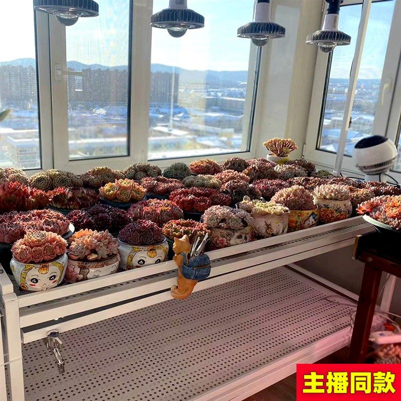 花架多层浇水落地阳台排风扇补光灯养多肉日式块根植物不锈钢花架,住宅家具,花架/花几,淘宝优惠券,粉丝福利购,淘宝优惠卷