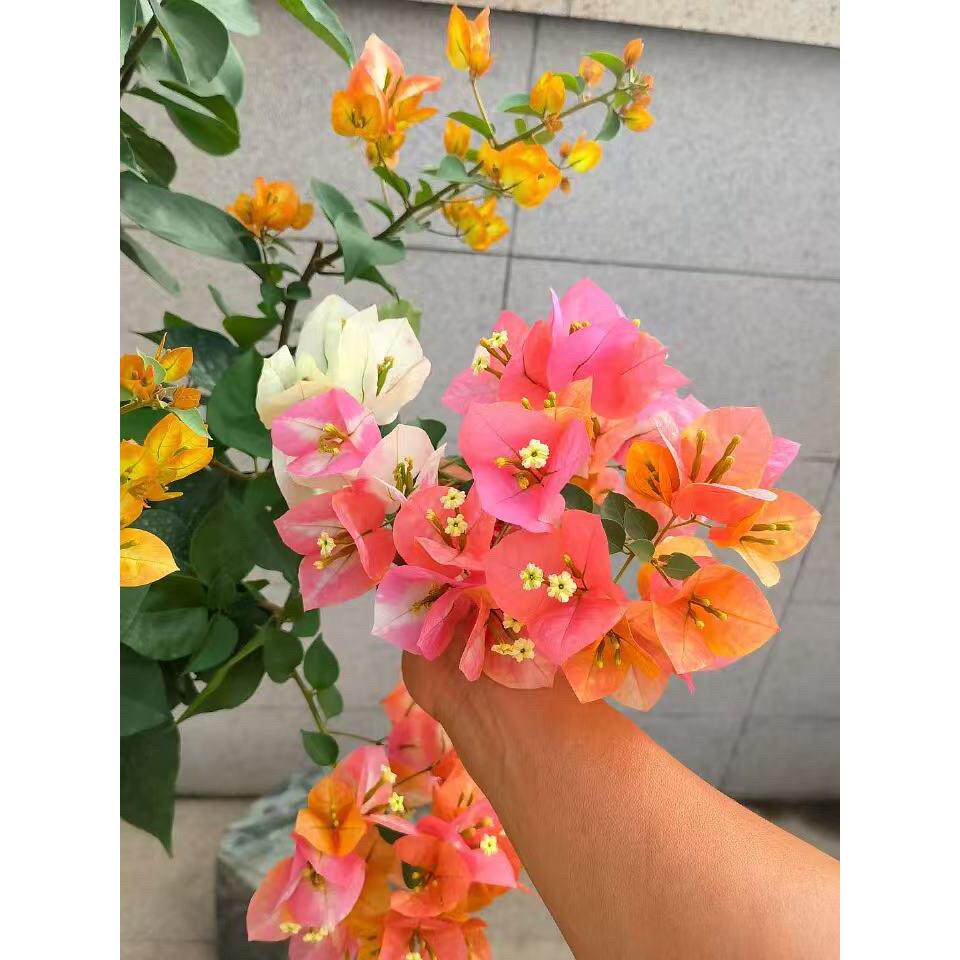 一物一拍改价炼接(绿植不包活)