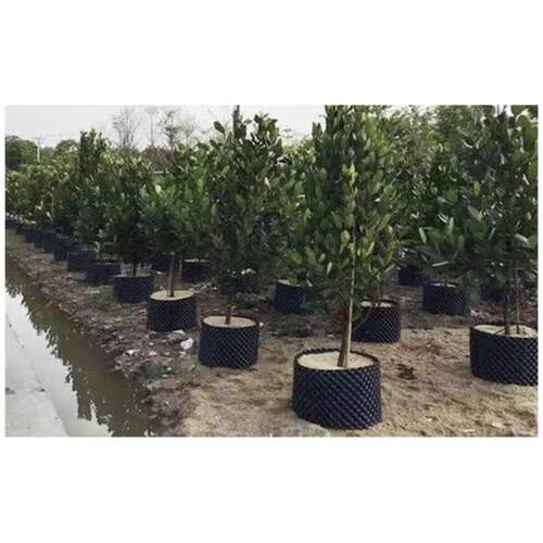 园林绿化植树控根装置树围挡板Pet塑料增厚苗木增根排水板厂家直