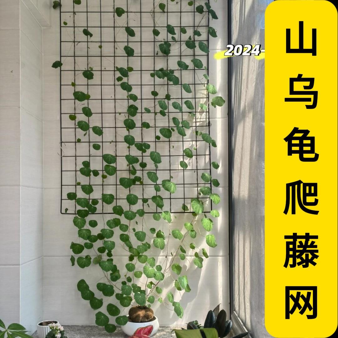 山乌龟铁艺网格爬藤架月季蔷薇ins北欧风阳台室内藤蔓植物上墙网