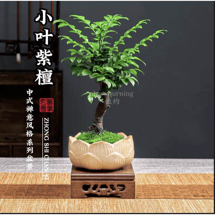 正宗小叶紫檀盆景黑骨茶盆栽树桩书桌办公室室内常青绿植桌面植物