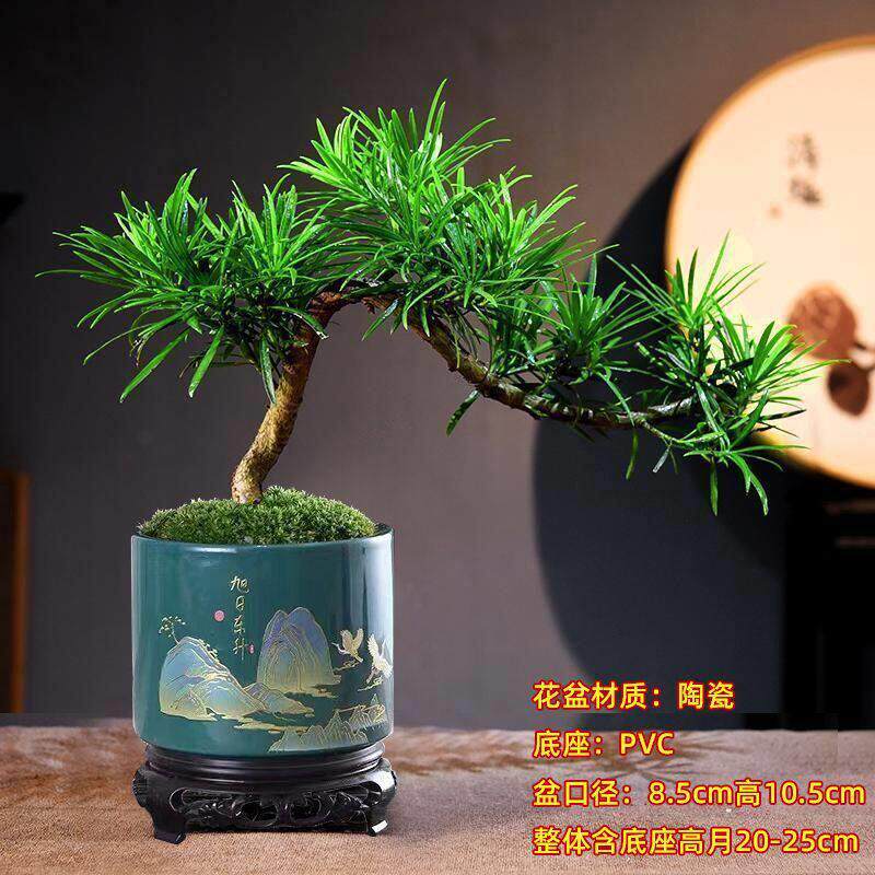 小叶雀舌罗汉松盆景办公室内客厅绿植花卉四季常绿树摆件悬崖飘枝