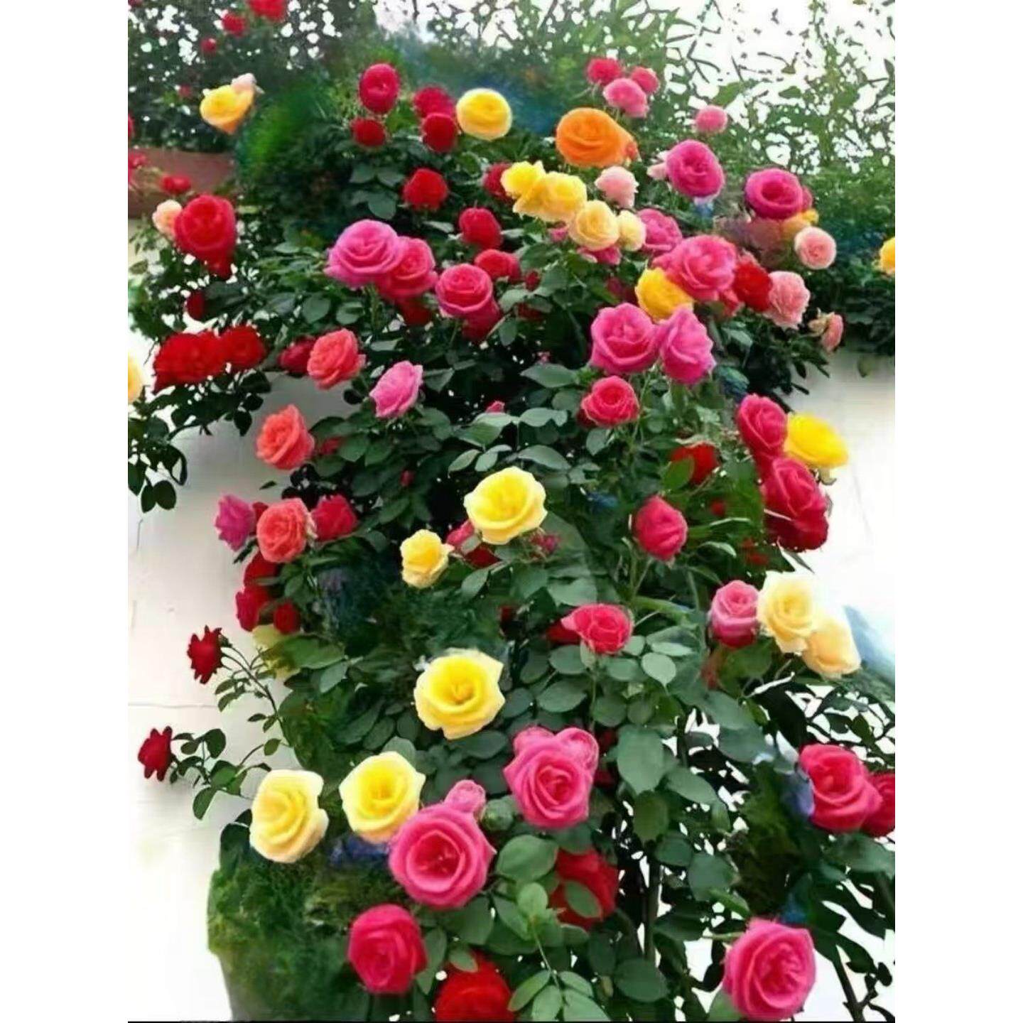 无刺蔷薇花苗爬藤四季老桩卉花苗爬藤月季花植物庭院盆栽耐寒耐热