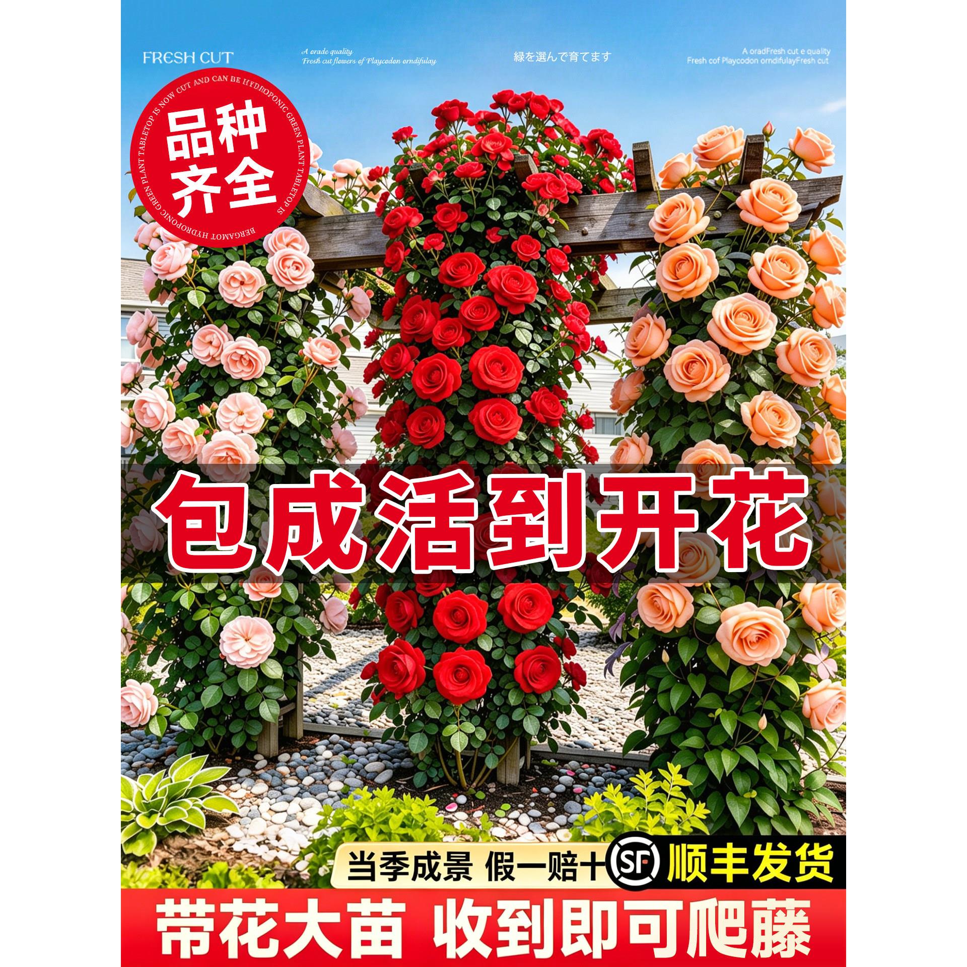 1米8母系大苗月季花苗爬藤藤本蔷薇爬藤植物室外四季花卉盆栽开花