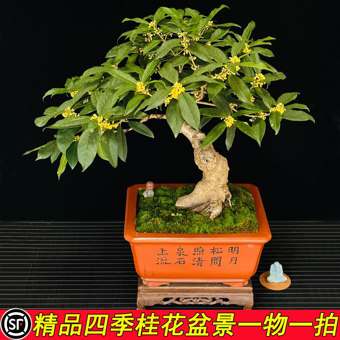 精品日香桂花盆景盆栽树苗一物一拍室内办公桌四季桂流苏嫁接老桩