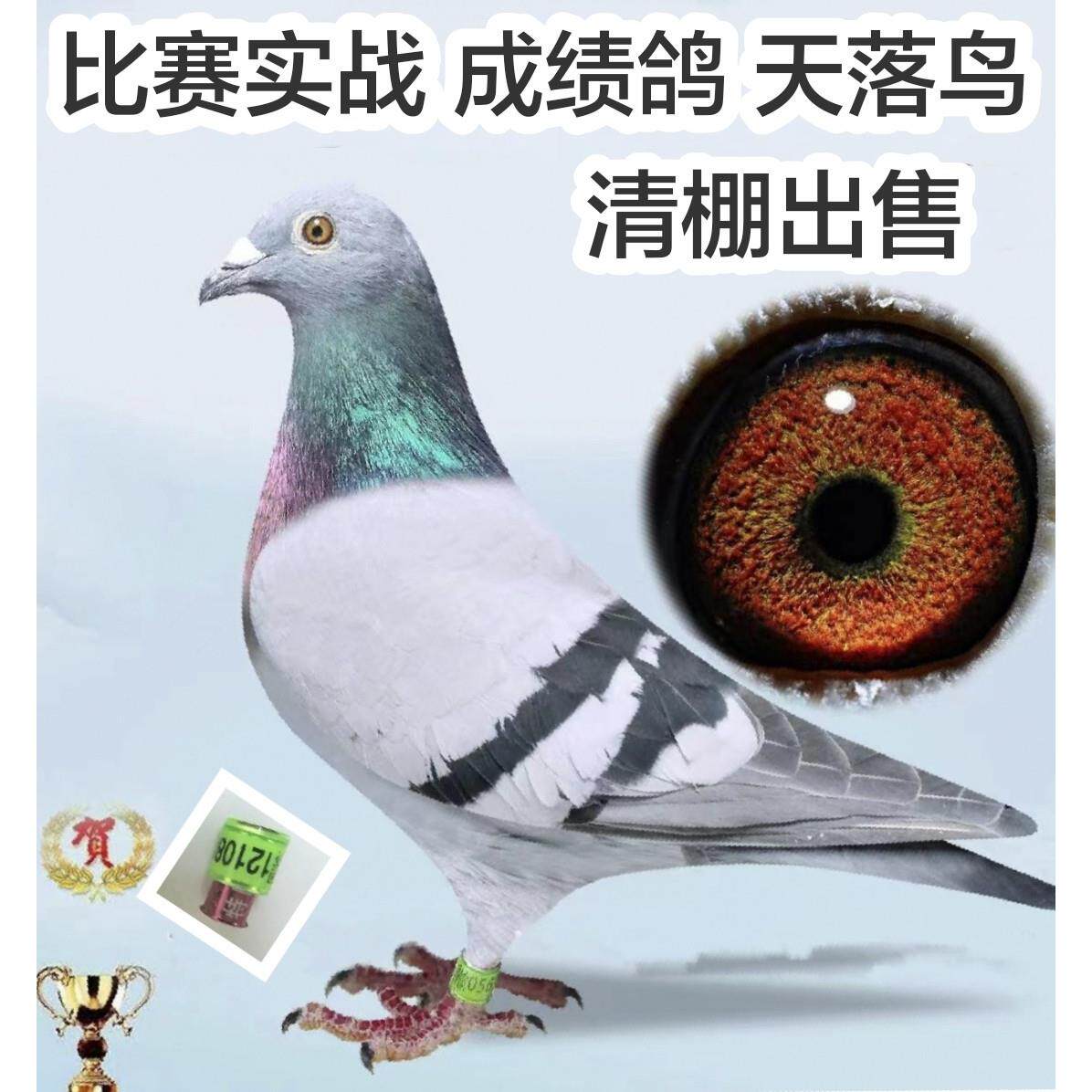 纯正信鸽公棚赛鸽天落鸟成绩信鸽种鸽养好鸽子首先要有好种鸽