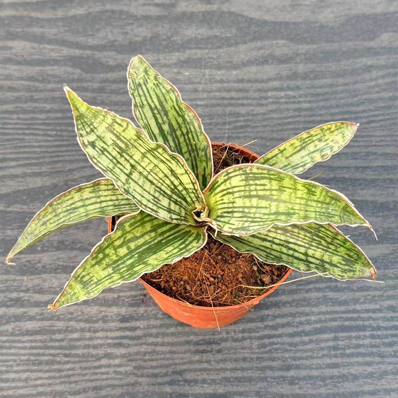 埃及艳后虎皮兰 泰系进口多肉植物花卉小盆栽 桌面阳台耐旱虎尾兰