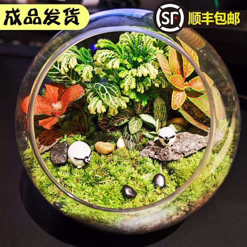 微景观生态瓶套装缸盆景玻璃苔藓创意植物造景幼儿园材料室内桌面