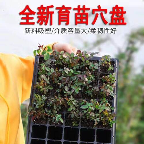 育苗盘穴盘春季西瓜秧苗菜苗玉米辣椒育苗盆种菜蔬菜种植盘种植盆