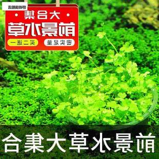鱼缸铺草66水草爬地矮珍珠趴地造景草缸水景草皮底迷你前珍珠阴