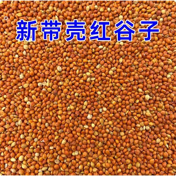 优质带壳红谷子 增亮毛色大颗粒饱满鸟食鸟粮虎皮鹦鹉珍珠鸟粮食