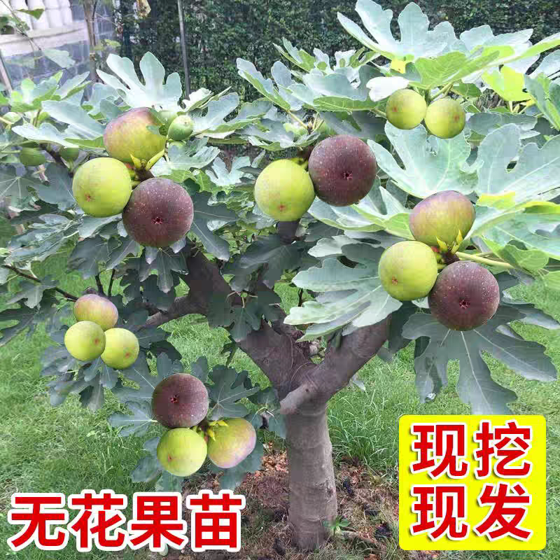 无花果树苗特大矮化盆栽地