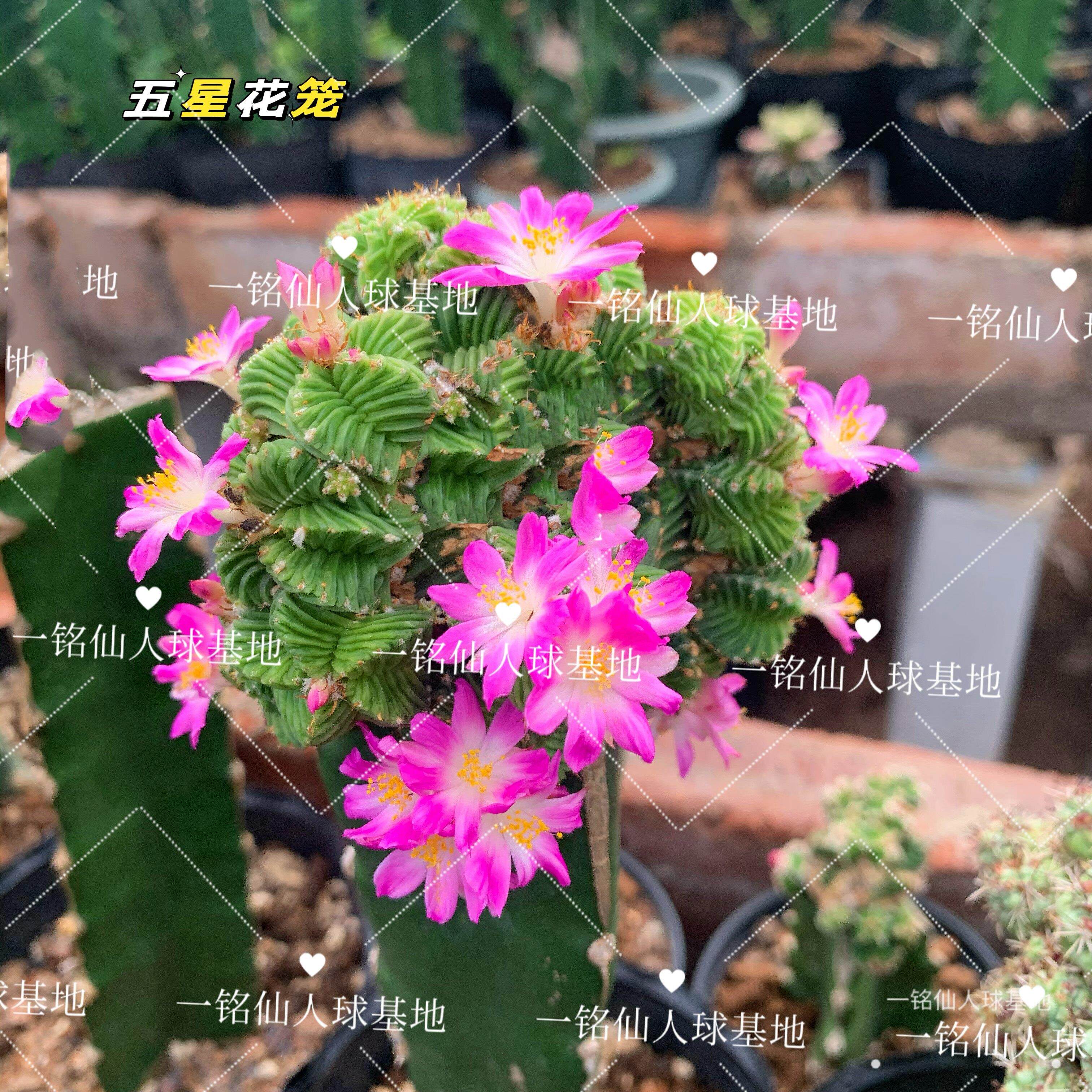 皱棱球属|五星花龙|老花龙爱开花嫁接仙人球掌防辐射多肉植物盆栽
