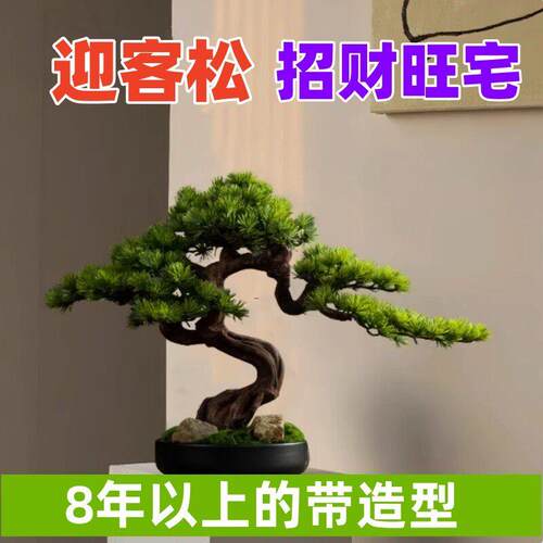 招财迎客真树室内外地柏松柏盆景造型树办公室庭院景观耐寒耐冻