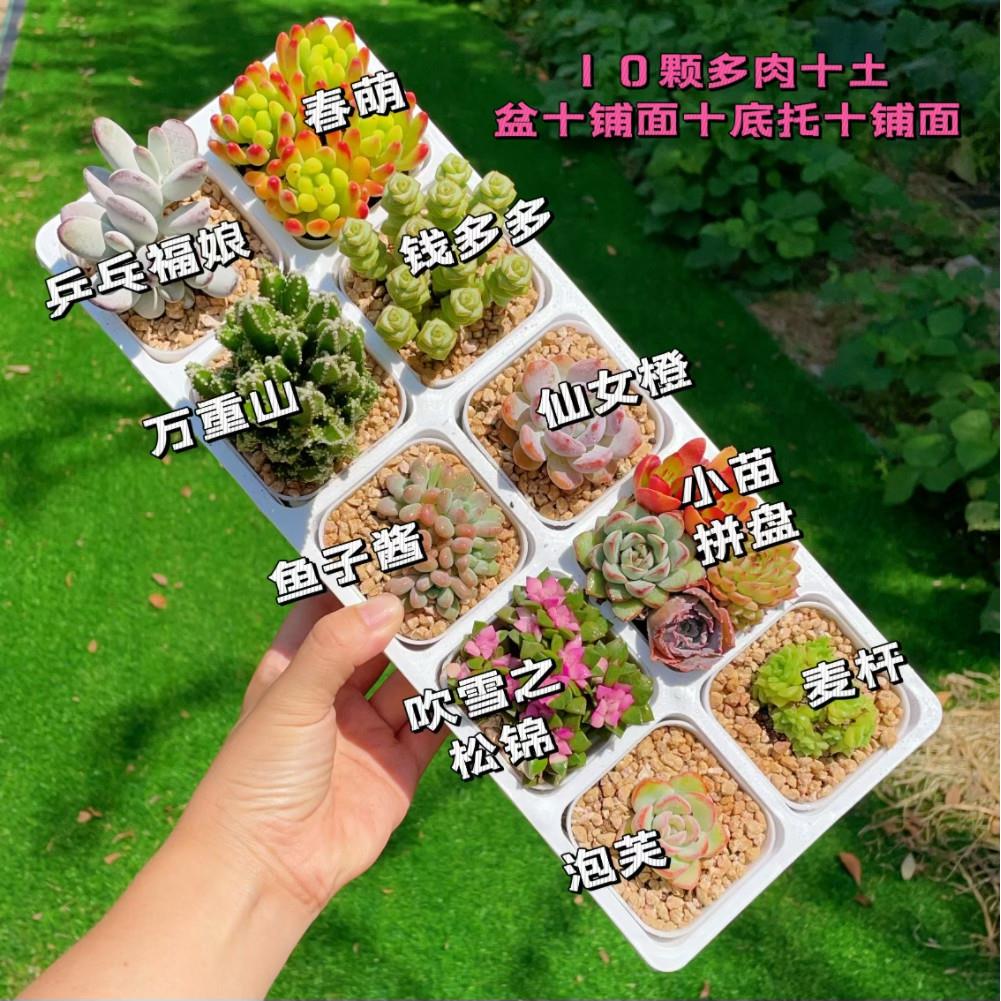 10颗多肉带白色盆套餐多肉植物单颗4-5厘米