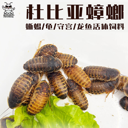 宠物饲料杜比亚蟑螂活虫秒发包邮