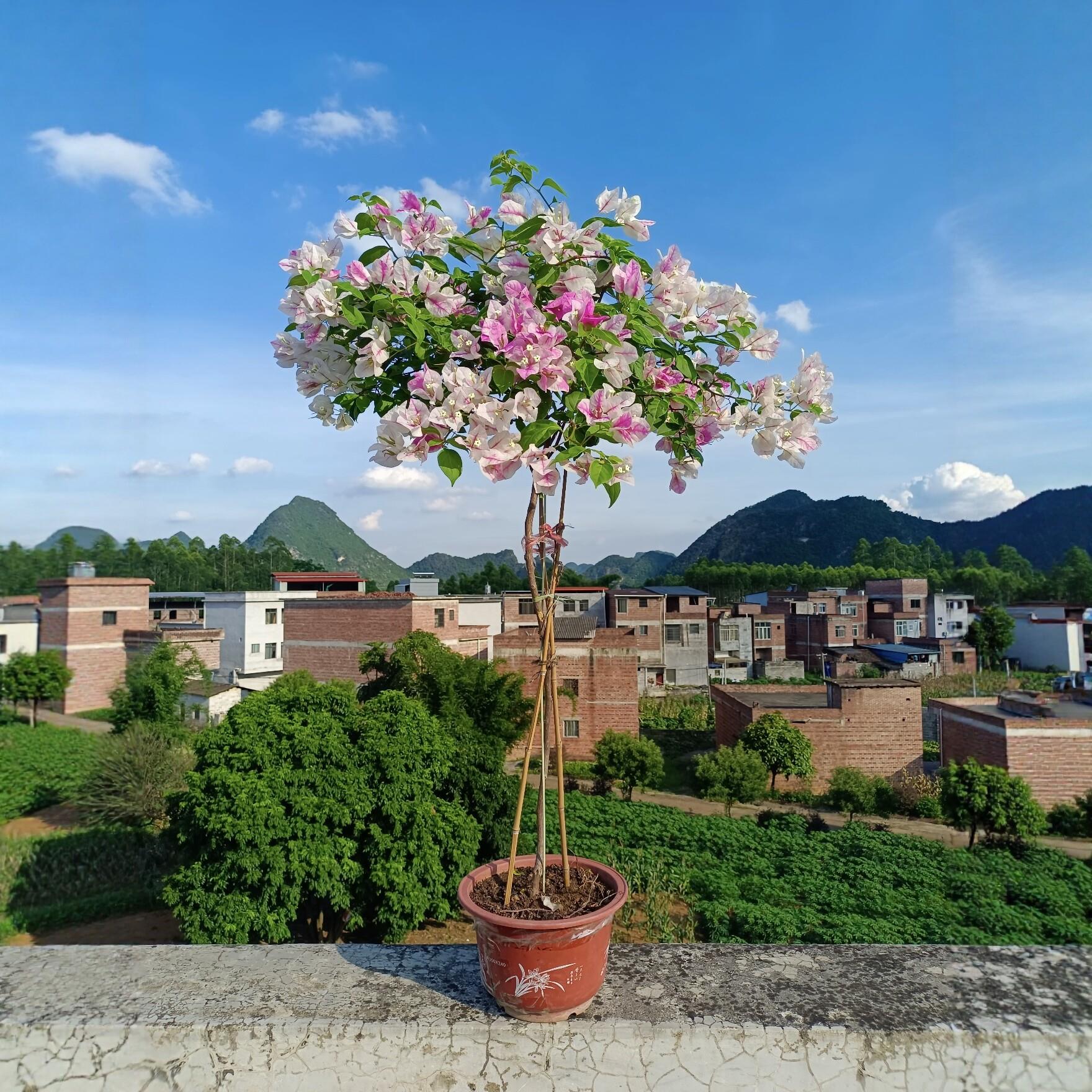 漳版红樱三角梅盆栽花蝴蝶带花发货室外庭院阳台花卉四季开花不断