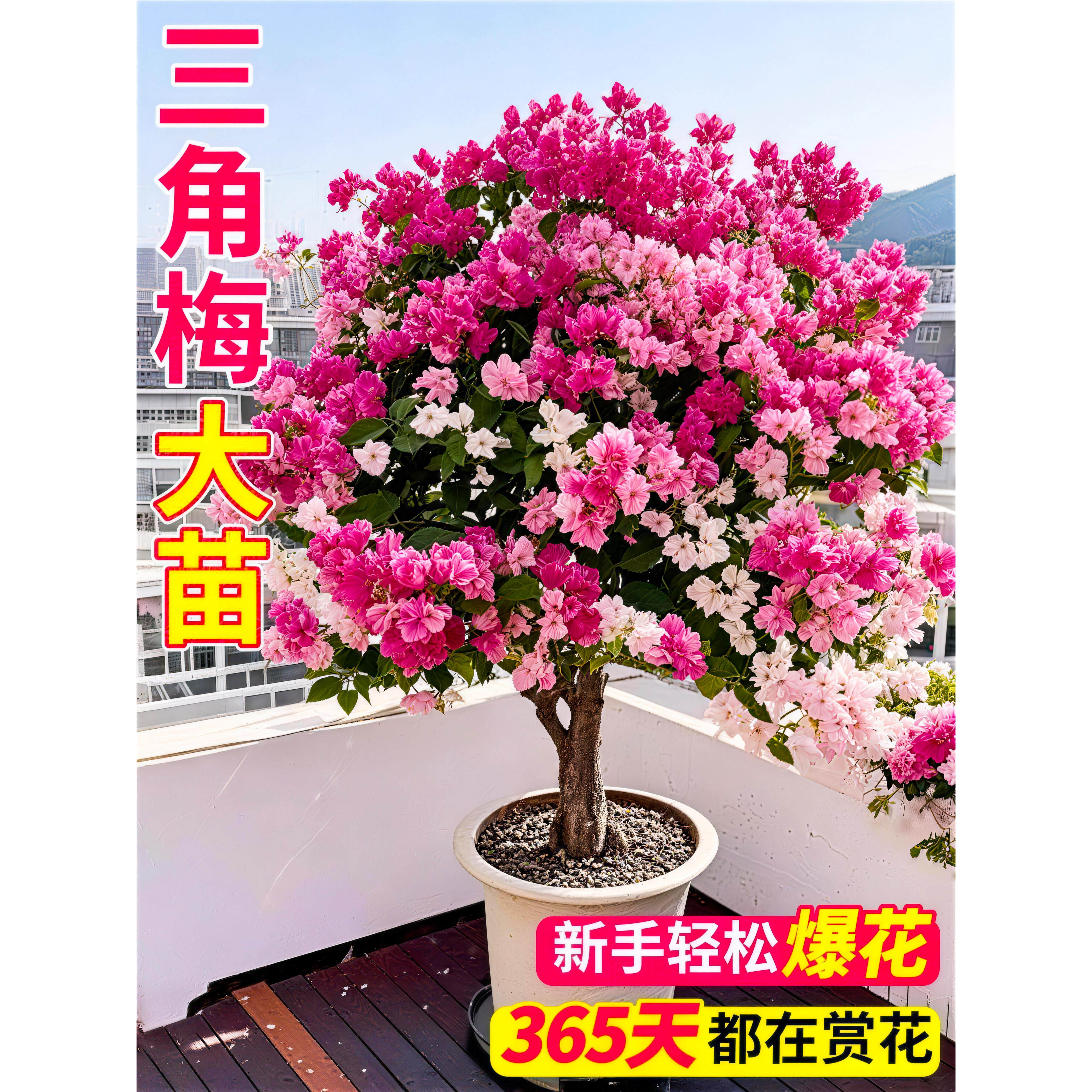 三角梅盆栽带花四季绿樱开花老桩高端树苗重瓣大苗好养活耐热多花