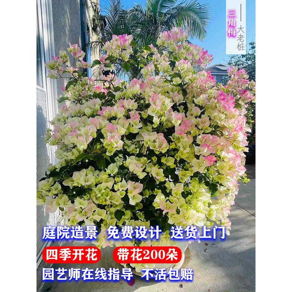 三角梅盆栽带花苞绿樱云南紫大老桩室外阳台庭院爬藤植物四季开花