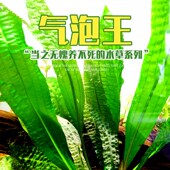 气泡王稀有阴性水草大小龙鞭草玻璃卷浪中后景草鱼缸造景高端网草
