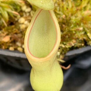 【新品】奶油葫芦x(马兜铃X葫芦 )猪笼草实生苗